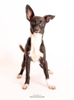Chinese Crested Dog Dogs Available for Adoption - Tito | PetCurious
