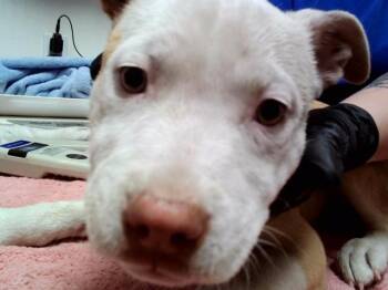 Pit Bull Terrier Dogs Available for Adoption in Martinez, California - TAMMI | PetCurious