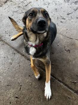 Rescue German Shepherd Dog and Australian Shepherd Dogs for Adoption in Holly, Michigan - Millie | PetCurious