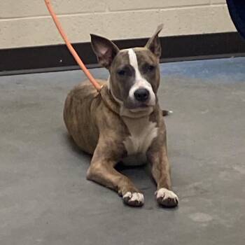 Mixed Breed Dogs Available for Adoption - Natalia | PetCurious