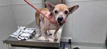 In Foster - Max (c) -  Chihuahua Dog for Adoption in Lawrenceville, Georgia - In Foster - Max (c) | PetCurious