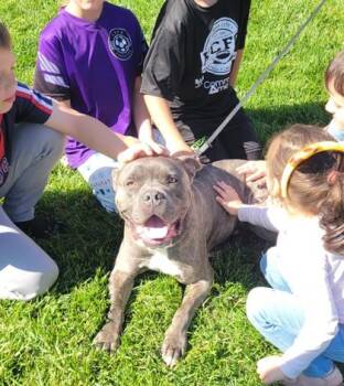 Pit Bull Terrier and Mixed Breed Dogs Available for Adoption in Kansas City, Missouri - Bingo | PetCurious