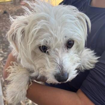 Zumi -  Terrier and Maltese Dog for Adoption in Sonoma, California - Zumi | PetCurious