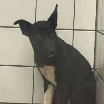 Rescue Siberian Husky and Pit Bull Terrier Dogs for Adoption in Zanesville, Ohio - Dawn | PetCurious