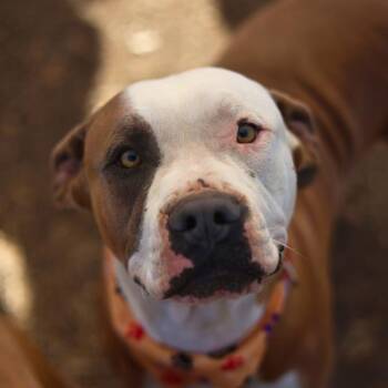 GREY -  American Staffordshire Terrier Dog for Adoption in San Antonio, Texas - GREY | PetCurious