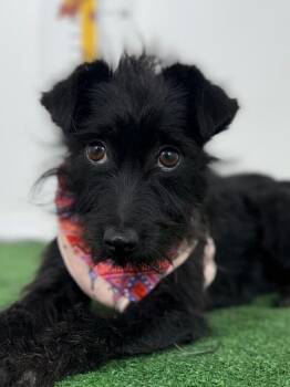 Schnauzer and Poodle Dogs Available for Adoption in Carlsbad, California - Betty | PetCurious