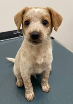 Robbie -  Australian Cattle Dog Blue Heeler and Australian Shepherd Dog Available for Adoption - Robbie | PetCurious