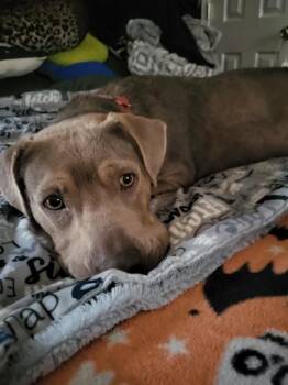 Labrador Retriever and Weimaraner Dogs Available for Adoption in Youngsville, North Carolina - Jazzy | PetCurious