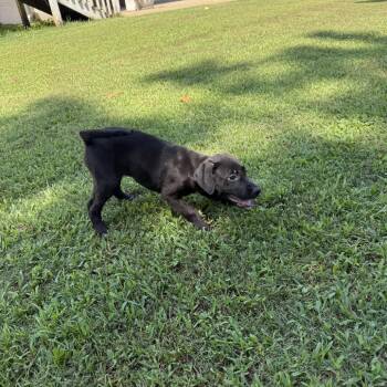 Hannah -  Coonhound and Black Labrador Retriever Dog for Adoption - Hannah | PetCurious