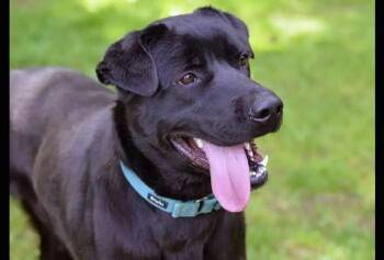 Rescue Black Labrador Retriever Dogs for Adoption in Coupeville, Washington - Levi | PetCurious
