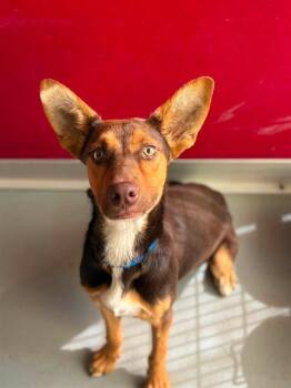 PETER PAN -  German Shepherd Dog and Mixed Breed Dog for Adoption in Visalia, California - PETER PAN | PetCurious