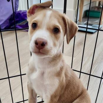 Choco* -  Shepherd Dog for Adoption in San Gabriel, California - Choco* | PetCurious