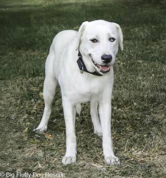 Rescue Anatolian Shepherd Dogs for Adoption in Nashville, Tennessee - Silvia | PetCurious