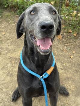 Daisy -  Great Dane and Labrador Retriever Dog for Adoption in Anderson, Indiana - Daisy | PetCurious