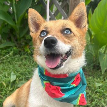 Antlers in NH Come Meet Our Adoptable Dogs Wed-Sat More Info in  -  Corgi Dog for Adoption in Manchester, New Hampshire - Antlers In NH Come Meet Our Adoptable Dogs Wed-Sat More Info In  | PetCurious