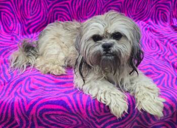 Soleil -  Shih Tzu Dog for Adoption in Frankfort, Indiana - Soleil | PetCurious