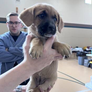 Ireland D71562 -  Labrador Retriever Dog for Adoption in Minnetonka, Minnesota - Ireland D71562 | PetCurious