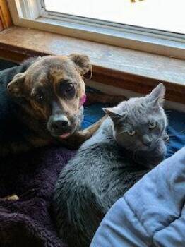 Kemba -  Rottweiler Dog for Adoption in Deering, New Hampshire - Kemba | PetCurious