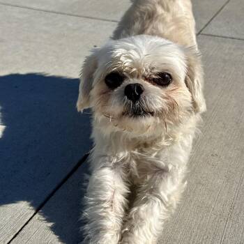 Poppy -  Pekingese and Poodle Dog for Adoption in Matteson, Illinois - Poppy | PetCurious