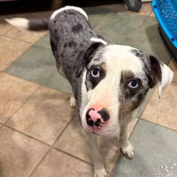 Mixed Breed Dogs Available for Adoption in Chattanooga, Tennessee - Marvelous Marvin | PetCurious