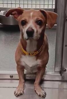 Rescue Chihuahua and Beagle Dogs for Adoption in Vancouver, Washington - Ziggy | PetCurious