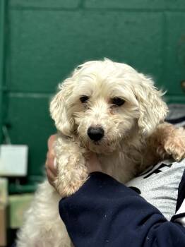 Maltese and Poodle Dogs Available for Adoption - Audrey | PetCurious