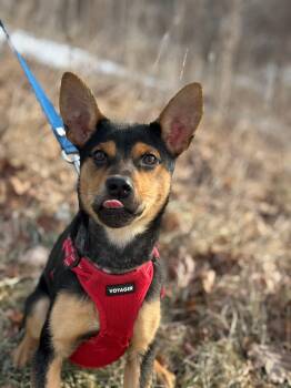 Terrier and Shepherd Dogs Available for Adoption - Pearl | PetCurious