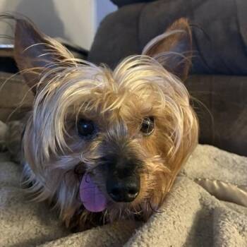Yoda -  Mixed Breed Dog for Adoption in Sioux Falls, South Dakota - Yoda | PetCurious