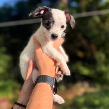 Andrea -  Chihuahua Dog for Adoption in Newberg, Oregon - Andrea | PetCurious