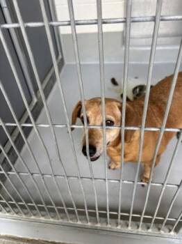 Sienna 1049-26 -  Dachshund and Mixed Breed Dog for Adoption in Cumming, Georgia - Sienna 1049-26 | PetCurious