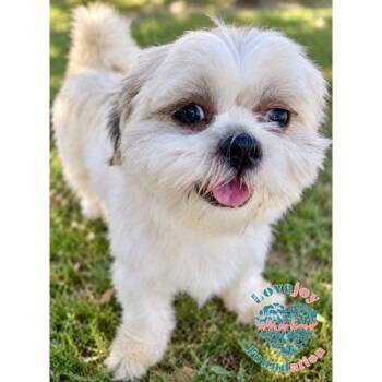 Chica COH -  Shih Poo Dog for Adoption in Inglewood, California - Chica COH | PetCurious
