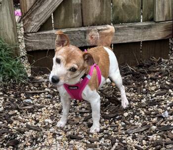 Remy -  Jack Russell Terrier Dog for Adoption in Ellicott City, Maryland - Remy | PetCurious
