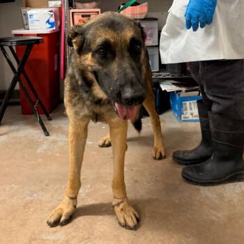 Auggie -  German Shepherd Dog Dog for Adoption in Edinburg, Texas - Auggie | PetCurious