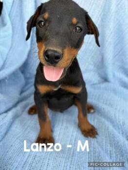 Lanzo -  Mixed Breed Dog for Adoption in Waunakee, Wisconsin - Lanzo | PetCurious