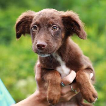 CT Marshmallow avail Sep 6 (Coventry Farmers Mkt- Coventry, CT) -  Labrador Retriever and Australian Shepherd Dog for Adoption in Stormville, New York - CT Marshmallow Avail Sep 6 (Coventry Farmers Mkt- Coventry, CT) | PetCurious