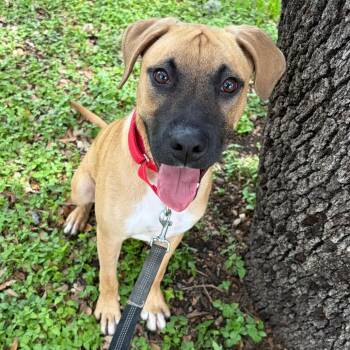 Montana -  Mastiff Dog for Adoption in San Antonio, Texas - Montana | PetCurious