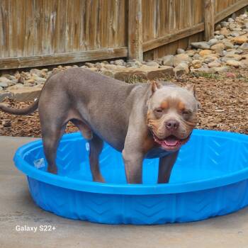 Rescue American Bully Dogs for Adoption in Powell, Tennessee - Vinny-Van-GoGo | PetCurious