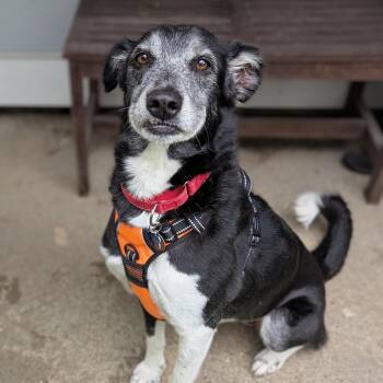 Paka -  Saluki Dog for Adoption in Rockville, Maryland - Paka | PetCurious