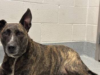SAMMY JAMES -  Belgian Shepherd Malinois Dog for Adoption in Indianapolis, Indiana - SAMMY JAMES | PetCurious