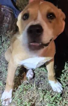 HOPPER -  Mastiff Dog for Adoption in San Antonio, Texas - HOPPER | PetCurious