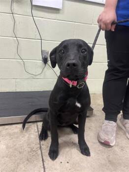 Rescue Pit Bull Terrier and Mixed Breed Dogs for Adoption in Hutchinson, Kansas - Serenity | PetCurious