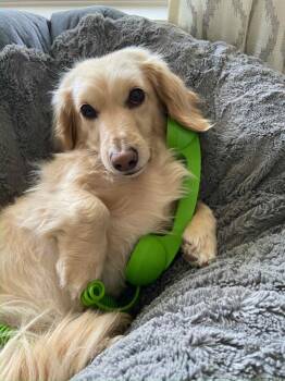 Rescue Dachshund Dogs for Adoption in Manassas, Virginia - Maki (MD) | PetCurious