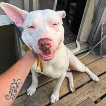 Rescue Pit Bull Terrier Dogs for Adoption in Northville, Michigan - Kenny | PetCurious