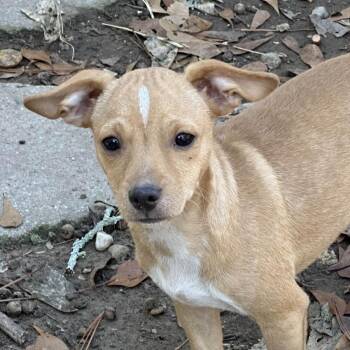 Rescue Chihuahua Dogs for Adoption in Locust Fork, Alabama - Arly | PetCurious