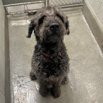 RICO -  Poodle and Mixed Breed Dog for Adoption - RICO | PetCurious