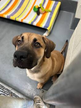 Poncho -  Mastiff Dog for Adoption in Johnson City, Tennessee - Poncho | PetCurious