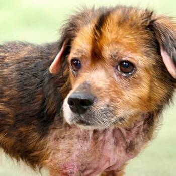 Spaniel and Cavalier King Charles Spaniel Dogs Available for Adoption - Rosie | PetCurious