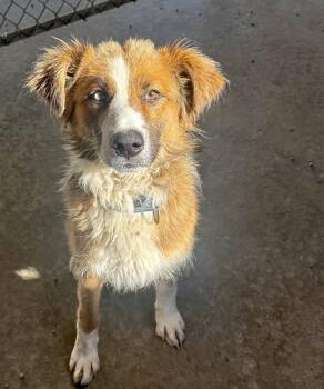 SHELDON -  Mixed Breed and Australian Shepherd Dog for Adoption in Rochester, Indiana - SHELDON | PetCurious