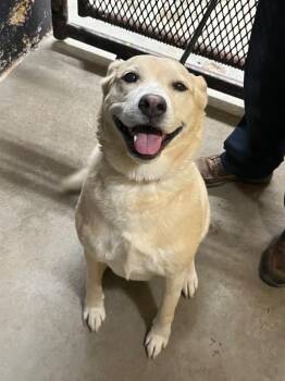 Mixed Breed Dogs Available for Adoption - Jelly | PetCurious