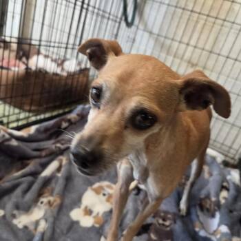 Joey FKA Cheeto -  Mixed Breed Dog for Adoption in Leander, Texas - Joey FKA Cheeto | PetCurious